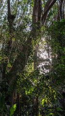 Arboles grandes en un jardín