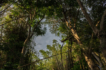Naklejka premium Arboles grandes con cielo azul