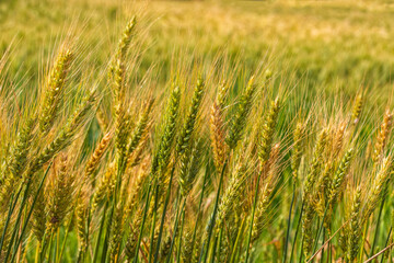 Ears of ripe wheat on an agricultural field close-up