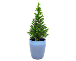 An artificial fir in a pot isolated on a white background