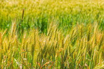 Ears of ripe wheat on an agricultural field close-up