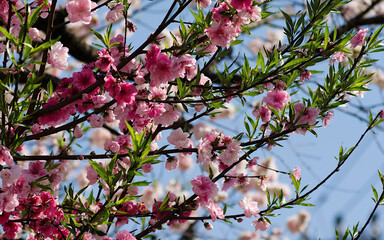 pink cherry blossom