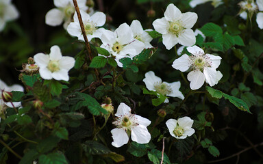 white flowers in the spring