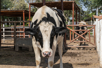 Vaca lechera grande en un establo
