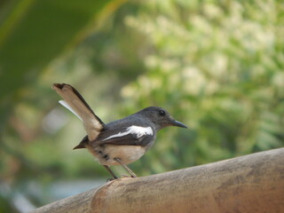Beautiful indian bird 
a brid of stork