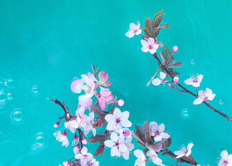 Fototapeta na wymiar Blossomed branches with pink and white flowers in full bloom floating in the water. Minimal spring turquoise bold background. Nature flat lay.