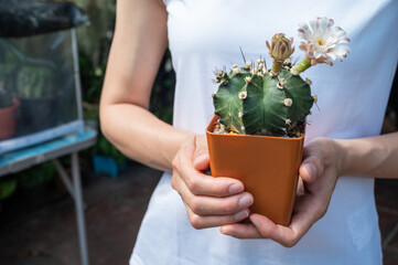 Woman holding a pot of Gymnocalycium mihanovichii cactus with flower blooming. Gymnocalycium is a popular cactus with thorns and is highly resistant to drought.