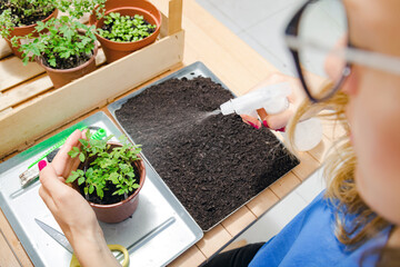 Girl taking care of home grown plants spices.