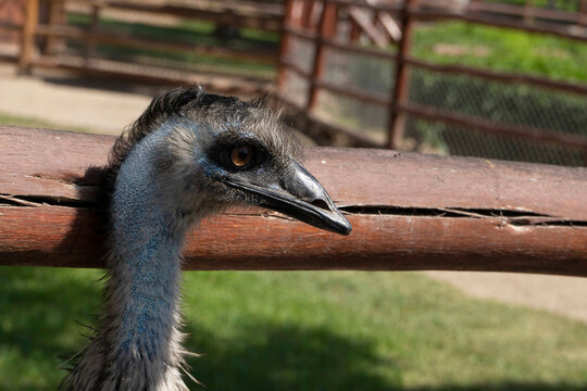 cuello de avestruz con plumaje azul