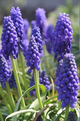 blue hyacinth flowers