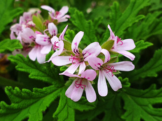 White and pink pelargonium graveolens flowers bloom on a background of green leaves.