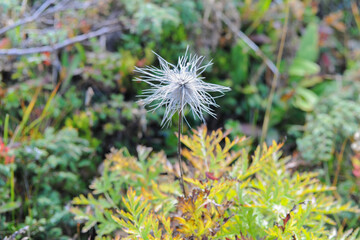 Une fleur dit dent de lion ou dandelion dans la nature en Savoie, France