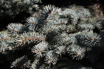 Branches of a blue spruce close-up.