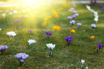 Colorful spring crocuses blossom in the beautiful morning park.