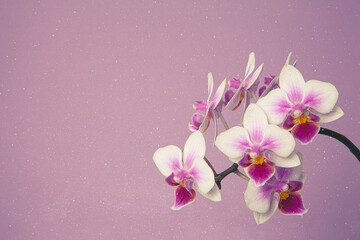 Orchide, Muttertag, Mother's Day 