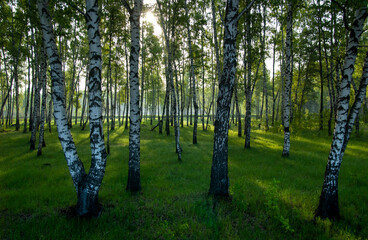 A sunny morning in a birch forest, the trunks of birch trees drowned in the emerald grass. Russia.