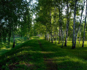 Sunny morning, shady path in the birch forest. Russia.