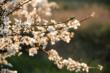 Blooming tree with white flowers. Spring flowers background