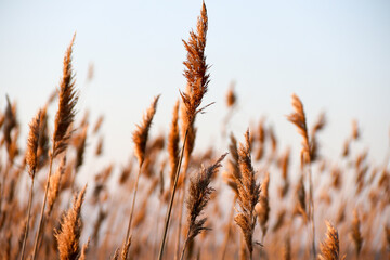 Obraz premium Dry reed on the lake, reed layer, reed seeds. Golden reed grass, pampas grass. Abstract natural background. Beautiful pattern with neutral colors. Minimal, stylish, trend concept