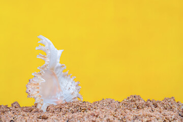 Obraz na płótnie Canvas Seashell on the sand