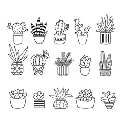 Succulents, houseplants and various cacti in pots.