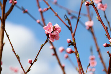 Blooming peach tree. Pink flowers on the tree. The idea of ​​spring, warmth and beauty
