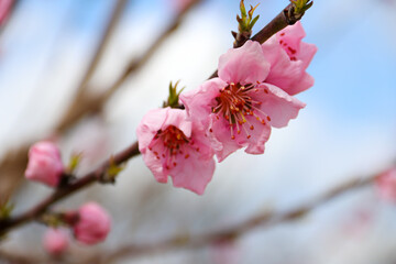 Blooming peach tree. Pink flowers on the tree. The idea of ​​spring, warmth and beauty