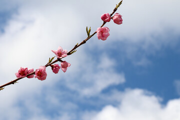Blooming peach tree. Pink flowers on the tree. The idea of ​​spring, warmth and beauty