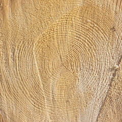 Naklejka premium sawn wood texture