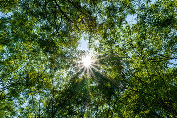 Fototapeta premium sun shining through the trees