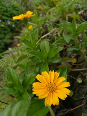 yellow flower in the garden
