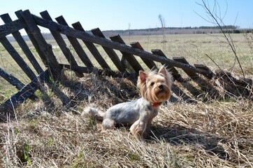 Yorkshire terrier posing on the background of a wooden fence in nature. The dog walks on the...