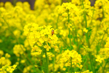 ミツバチと菜の花