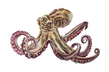 Watercolor hand drawn illustration of octopus isolated on white background. Closeup. Template.
