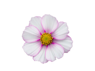White with pink rim Colored Cosmos Flower Isolated on White Background.