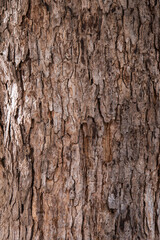 Close up detail embrossed texture of skin bark tree pattern for background design concept