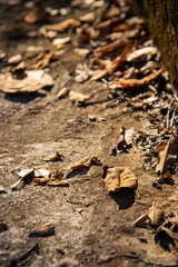 Selective focus Fallen autumn dry leaves on floor with sunset light for nature background concept