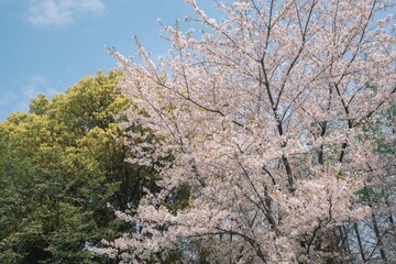 White cherry blossoms in the sun