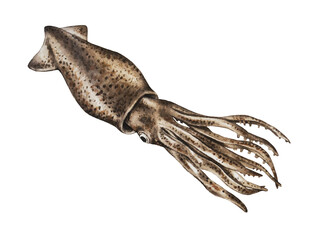 Squid on a white background. Watercolor illustration. Organic seafood restaurant. Hand drawn. Closeup. 