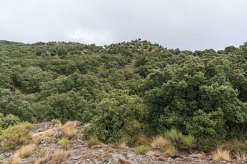 Holm oak forest in Sierra Nevada