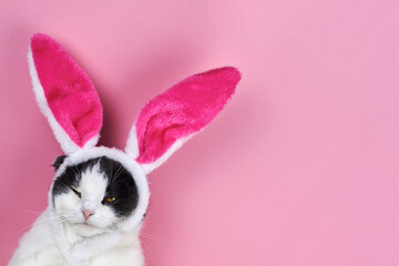 Funny cat with rabbit ears on a pink background.
