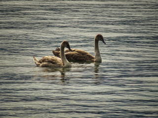 Swans swimming on a lake side by side
