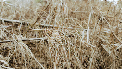 dry bamboo leaves in forest for background