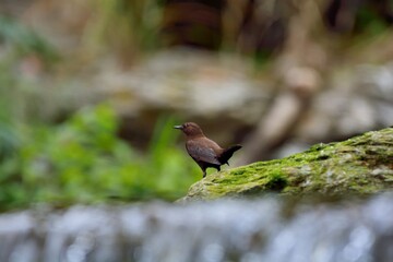 Brown Dipper.(Enicurus scouleri Hartert.) Flows in Taiwan.
