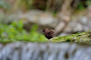 Brown Dipper.(Enicurus scouleri Hartert.) Flows in Taiwan.