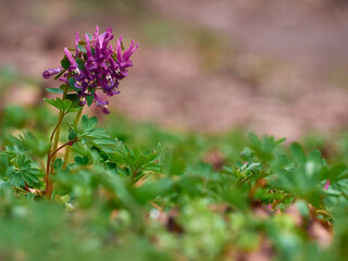 Purple corydalis flowers in forest on early spring