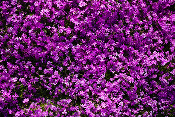 Obraz premium flowers background