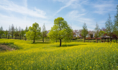 연두빛 정원수가 아름다운 순천만 국가 정원의 풍경