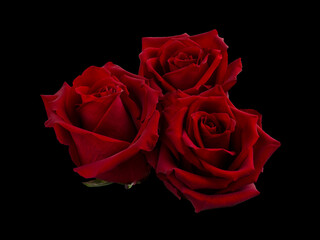 Bouquet of red roses isolated on a black background