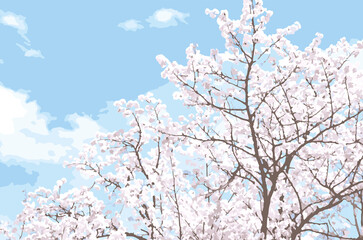 青空と満開のさくら